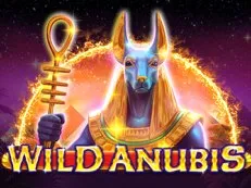 Wild Anubis